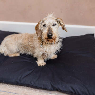 Dog Bed Duvet & Dog Bed Duvet Cover Sml-Med Polycotton Black - Small to medium
