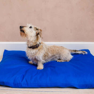 Dog Bed Duvet & Dog Bed Duvet Cover Sml-Med Polycotton Blue - Small to medium