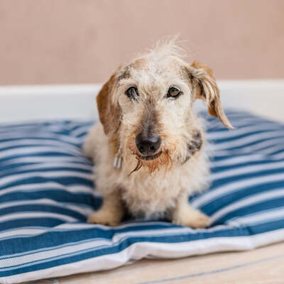 Dog Duvet & Dog Duvet Cover Small - Medium 50/50 Polycotton Blue & White Stripe - Small to medium