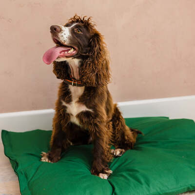 Dog Bed Duvet & Dog Bed Duvet Cover Sml/Med Polycotton Green - Small to medium