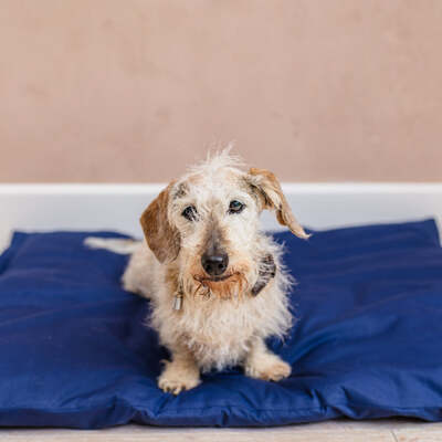 Dog Bed - Dog Duvet & Dog Duvet Cover Sml/Med Polycotton Navy - Small to medium