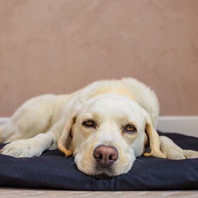 Dog Bed Duvet & Dog Bed Duvet Cover Med-Lge Polycotton Black - Medium to Large