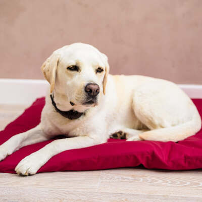 Dog Bed Duvet & Dog Bed Duvet Cover Med/Lge Polycotton Mulberry - Medium to Large