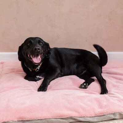 Dog Bed Duvet & Dog Bed Duvet Cover Med-Lge Faux Fur Suede Pink - Medium to Large