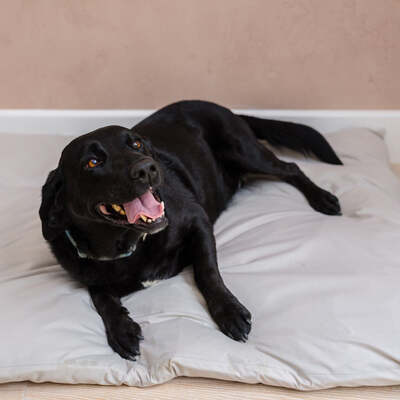Dog Bed Duvet & Dog Bed Duvet Cover Med-Lge Polycotton Grey - Medium to Large