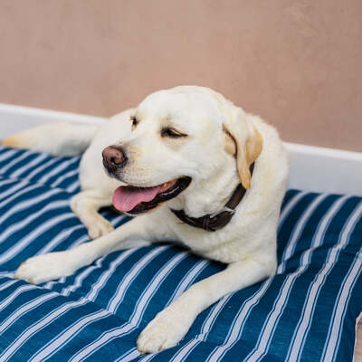 Dog Bed Duvet & Dog Bed Duvet Cover Med-Lge Blue & White Stripe - Medium to Large