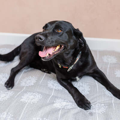 Dog Bed Duvet & Dog Bed Duvet Cover Med/Lge Toile Grey - Medium to Large
