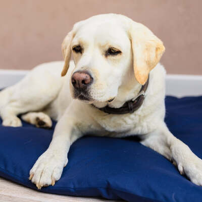 Dog Duvet & Dog Duvet Cover Med/Lge Navy - Medium - Large