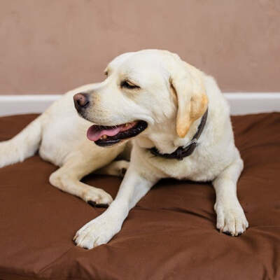 Dog Bed Duvet & Dog Bed Duvet Cover Med-Lge Chocolate - Medium - Large